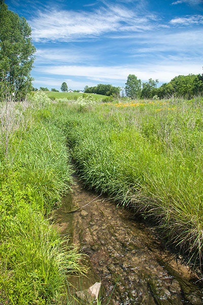 Riparian restoration, 18 months after the initial planting, on stream in the Cane Run Watershed beside the Legacy Trail that runs through the back of the Spindletop Research Farm