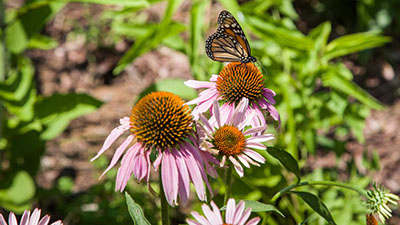 Slone Research Building butterfly garden