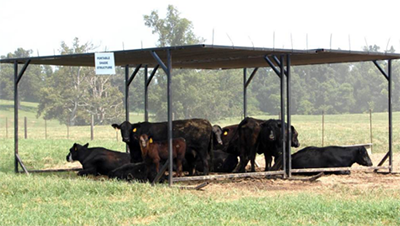 Cattle under shade