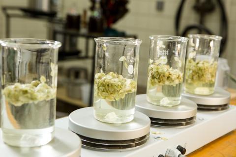 Containers of hops in the Food Lab