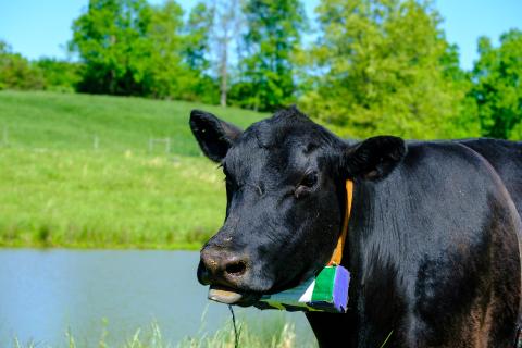 beef cattle health monitoring