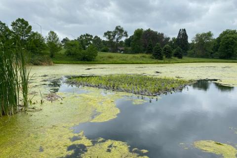 Floating Treatment Wetlands