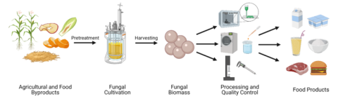 sustainable bioprocessing flow chart